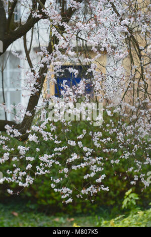 Bristol, Royaume-Uni. 14 mars, 2018. UK Weather.White Blossom arbres en fleur dans Dowery Square à Bristol. Robert Timoney/Alamy/Live/news Banque D'Images