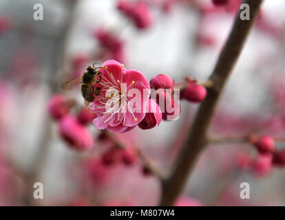 Shijiazhuang, Province de Hebei en Chine. 14Th Mar, 2018. L'abeille recueille le nectar le long de la rivière Minxin Shijiazhuang, dans la province du Hebei en Chine du nord, le 14 mars 2018. Credit : Zhang Zhen/Xinhua/Alamy Live News Banque D'Images