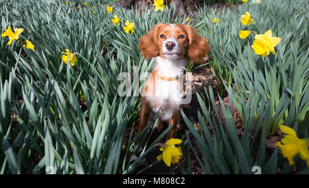 Greenwich, Royaume-Uni. 14 mars, 2018. 11 mois Cockapoo Pip se trouve dans les jonquilles dans le parc de Greenwich. Il a été d'une journée ensoleillée à Greenwich avec ciel bleu et les températures chaudes. Rob Powell/Alamy Live News Banque D'Images