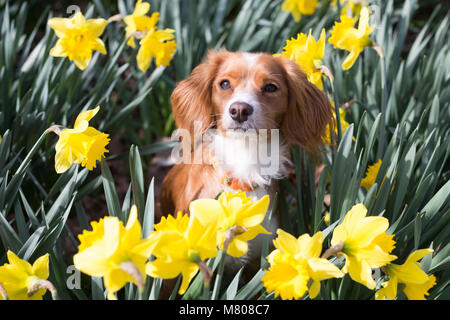 Greenwich, Royaume-Uni. 14 mars, 2018. 11 mois Cockapoo Pip se trouve dans les jonquilles dans le parc de Greenwich. Il a été d'une journée ensoleillée à Greenwich avec ciel bleu et les températures chaudes. Rob Powell/Alamy Live News Banque D'Images