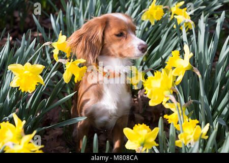 Greenwich, Royaume-Uni. 14 mars, 2018. 11 mois Cockapoo Pip se trouve dans les jonquilles dans le parc de Greenwich. Il a été d'une journée ensoleillée à Greenwich avec ciel bleu et les températures chaudes. Rob Powell/Alamy Live News Banque D'Images