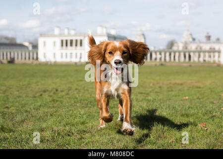 Greenwich, Royaume-Uni. 14 mars, 2018. Une cockapoo appelé Pip joue dans le parc de Greenwich avec la Maison de la Reine derrière. Il a été d'une journée ensoleillée à Greenwich avec ciel bleu et les températures chaudes. Rob Powell/Alamy Live News Banque D'Images