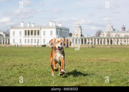 Greenwich, Royaume-Uni. 14 mars, 2018. Une cockapoo appelé Pip joue dans le parc de Greenwich avec la Maison de la Reine derrière. Il a été d'une journée ensoleillée à Greenwich avec ciel bleu et les températures chaudes. Rob Powell/Alamy Live News Banque D'Images