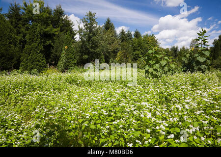 Domaine de fleurs blanches dans un jardin paysager en été. Banque D'Images