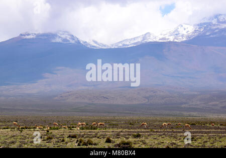 Des vigognes dans l'altiplano de Arequipa en route vers le Canyon de Colca au Pérou Banque D'Images