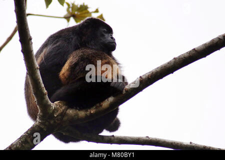 Manteau Singe hurleur (Alouatta palliata) assis dans un arbre à Nuevo Arenal dans la province de Guanacaste Costa Rica. Banque D'Images