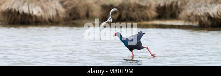 La sterne pierregarin montrant le comportement territorial quand chasser cette talève sultane à Laguna de l'Alfacada, sous la supervision d'Monnatura Delta au parc na Banque D'Images