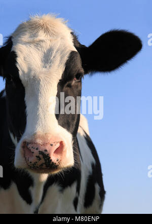 Portrait de vache Holstein sur un ciel bleu Banque D'Images