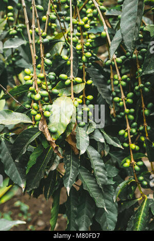 Café cultivées localement plantage. Branche avec grains de café vert et de feuillage. Santo Antao, l'île du Cap Vert. Banque D'Images