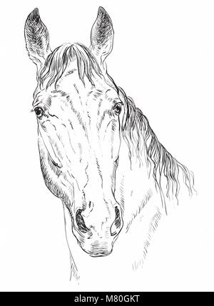 Portrait de race Trakehner. À la tête de cheval à huis clos, en monochrome couleur isolé sur fond blanc. Vector illustration dessin à la main Illustration de Vecteur