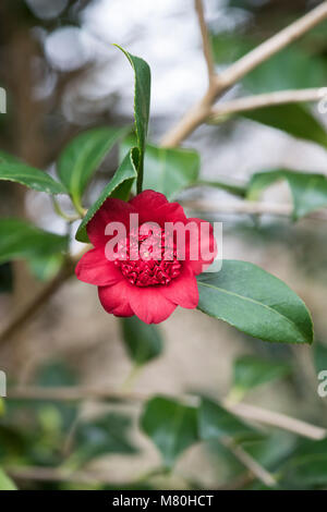 Camellia japonica 'Bob's tinsie' fleur en mars. Anémone rouge vif, sous forme de fleurs doubles. UK Banque D'Images