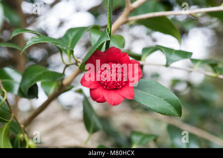 Camellia japonica 'Bob's tinsie' fleur en mars. Anémone rouge vif, sous forme de fleurs doubles. UK Banque D'Images