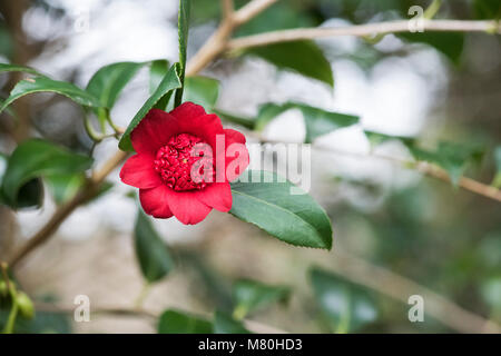 Camellia japonica 'Bob's tinsie' fleur en mars. Anémone rouge vif, sous forme de fleurs doubles. UK Banque D'Images