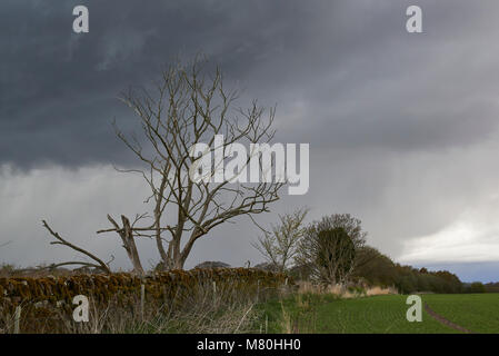 Les nuages de tempête un rassemblement le jour de avril plus de terres agricoles à Colliston à Angus. Banque D'Images