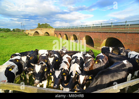 Fresian curieux vaches qui paissent par classe deux listedbridge * traversant la rivière Derwent bubwith yorkshire royaume uni Banque D'Images