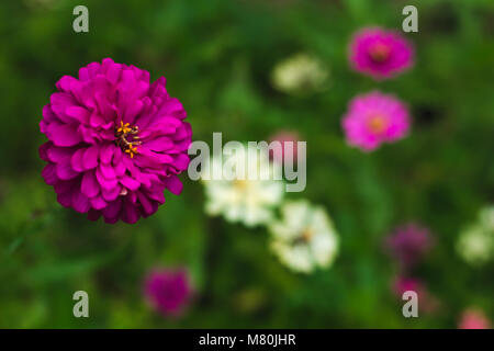 Hot Pink Daisy field Background | Jardin extérieur Banque D'Images