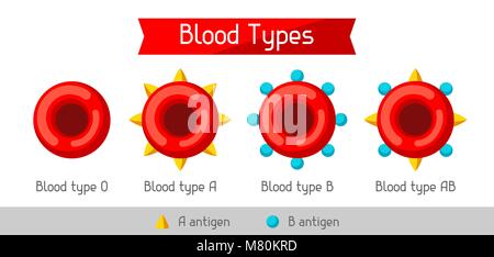 Ensemble de types de cellules sanguines. Soins médicaux et infographie Illustration de Vecteur