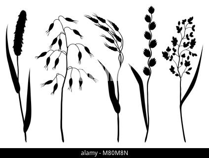 Ensemble d'herbes et herbe de céréale de silhouettes. Collection de fleurs avec des plantes de prairie Illustration de Vecteur