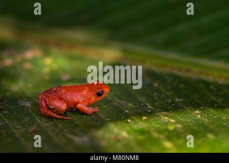 - Mantella aurantiaca golden mantella, belle golden frog endémiques de Madagascar forêt tropicale. Banque D'Images