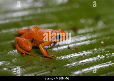 - Mantella aurantiaca golden mantella, belle golden frog endémiques de Madagascar forêt tropicale. Banque D'Images