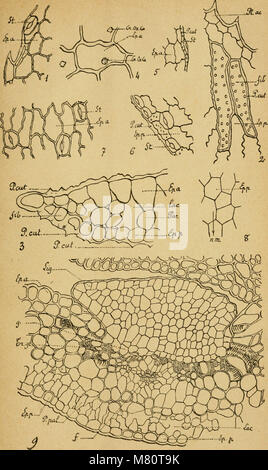 Le Bulletin de la Société royale de botanique de Belgique (1866) est une publication scientifique axée sur les études botaniques en Belgique, présentant des recherches sur les espèces végétales, la flore et les découvertes botaniques. Banque D'Images