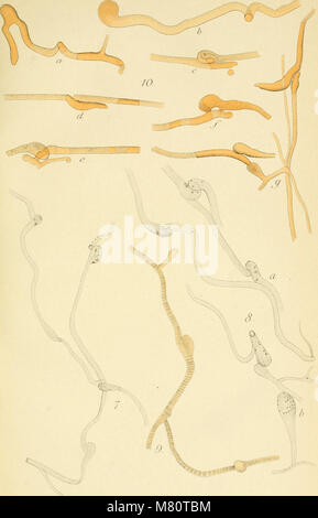 Bulletin de la Société royale de botanique de Belgique (1889) (20248273548) Banque D'Images