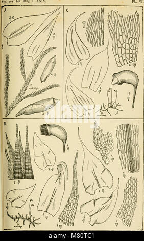 Bulletin de la Société royale de botanique de Belgique (1890) (20249672329) Banque D'Images