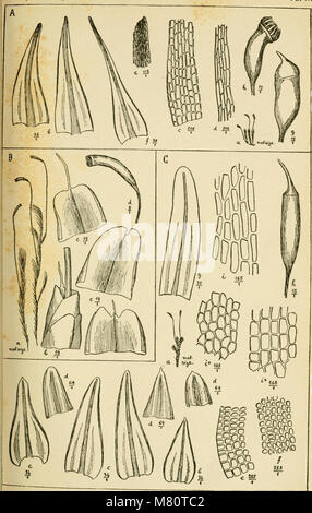 Bulletin de la Société royale de botanique de Belgique (1890) (20410056126) Banque D'Images