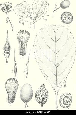 Bulletin du Jardin botanique de Buitenzorg (1918) (20252866339) Banque D'Images