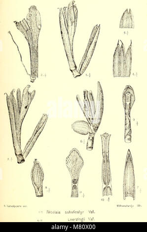 Le Bulletin 1921 du jardin botanique de Buitenzorg se concentre sur la recherche et les études sur les espèces de plantes tropicales, en particulier celles trouvées en Indonésie. La publication présente des découvertes botaniques, des classifications végétales et des études écologiques de l'un des plus anciens jardins d'Asie du Sud-est. Banque D'Images
