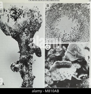 Bulletin of the British Museum (Natural History) (1981) (19820902824) Banque D'Images