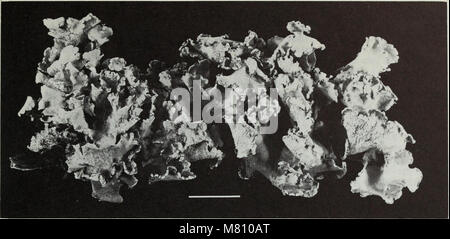 Bulletin of the British Museum (Natural History) (1981) (19822896753) Banque D'Images
