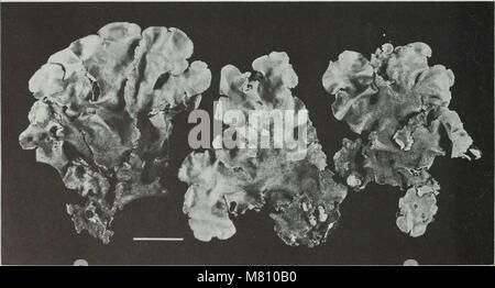 Bulletin of the British Museum (Natural History) (1981) (20255648640) Banque D'Images