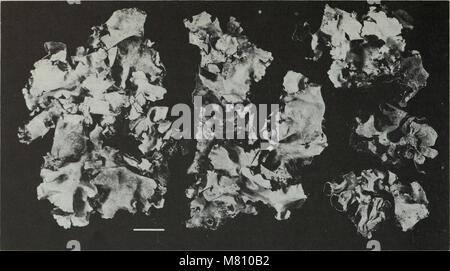 Bulletin of the British Museum (Natural History) (1981) (20255695440) Banque D'Images