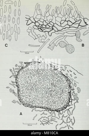 L’édition 1981 du Bulletin of the British Museum (Natural History) se concentre sur divers sujets d’histoire naturelle, notamment des articles sur les espèces, les écosystèmes et les découvertes scientifiques. Banque D'Images