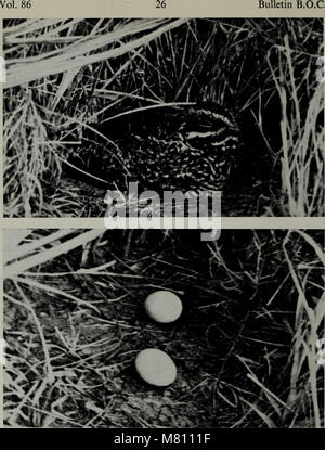 Bulletin of the British Ornithologists' Club (1966) (20436925992) Banque D'Images