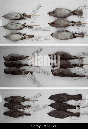 Bulletin of the British Ornithologists' Club (19823312414) Banque D'Images