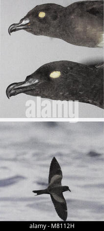 Bulletin of the British Ornithologists' Club (19825041033) Banque D'Images