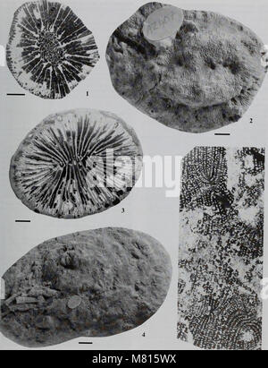 Bulletin du Musée d'histoire naturelle de la géologie (2000) (20468301096) Banque D'Images