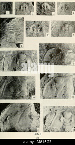 Le Bulletin of the Southern California Academy of Sciences publie des recherches sur les sciences naturelles, en se concentrant sur la flore et la faune du sud de la Californie et des régions environnantes. Banque D'Images