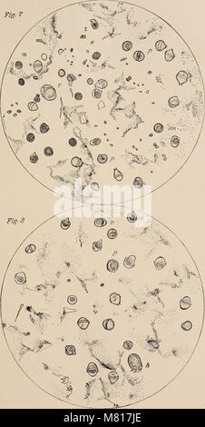 Bulletin de l'United States Fish Commission (1893) (19875972133) Banque D'Images