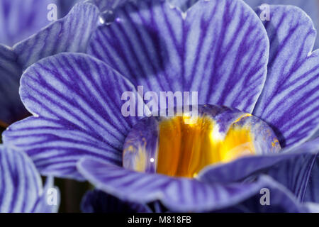 Une goutte d'eau dans le centre d'une fleur Primula Zebra Blue montre la tension de surface en formant une lentille Banque D'Images
