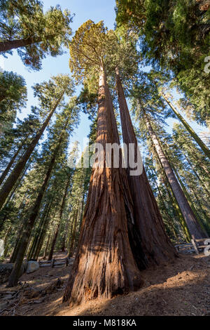 Sequoia National Park en Californie ; western United States Banque D'Images