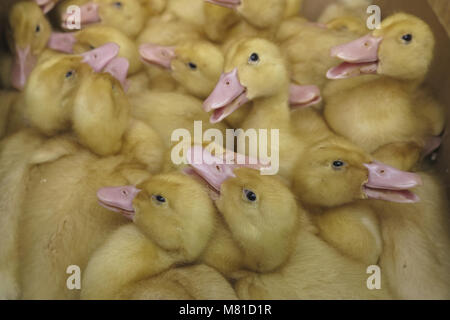 Le canard de Pékin 1 poussins Banque D'Images