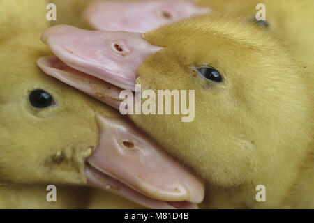 Le canard de Pékin 5 poussins Banque D'Images