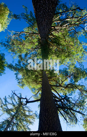 Mariposa Grove canopy, Yosemite National Park, Californie Banque D'Images