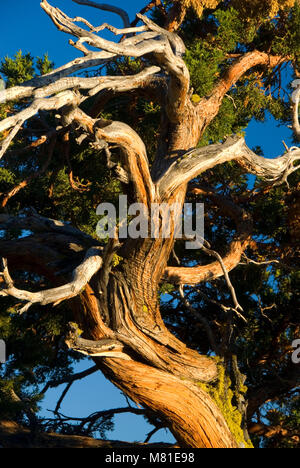 Juniper, Ebbetts Pass National Scenic Byway, forêt nationale Stanislaus, Californie Banque D'Images