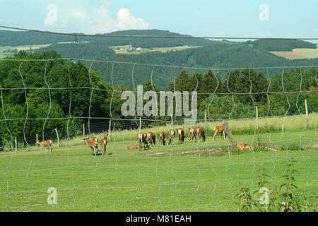 Red Deer enclos. 13 Banque D'Images