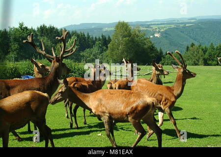 Red Deer enclos. 8 Banque D'Images