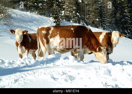 Neige 02 Simmenthal Banque D'Images